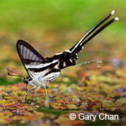 鳳園蝴蝶保育區